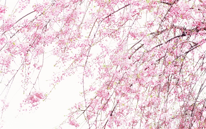 Primavera belas flores, cereja rosa Papéis de Parede, imagem