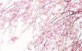 Primavera belas flores, cereja rosa HD Papéis de Parede