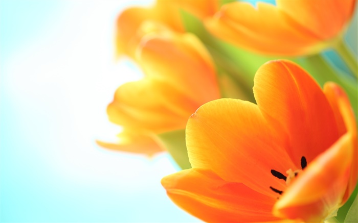 Flores da primavera, tulipas alaranjadas Papéis de Parede, imagem