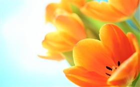 Flores da primavera, tulipas alaranjadas