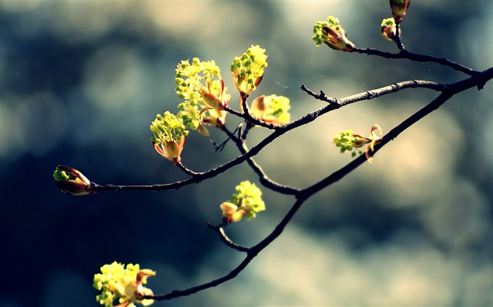 Spring, galhos, folhas frescas, bokeh Papéis de Parede, imagem