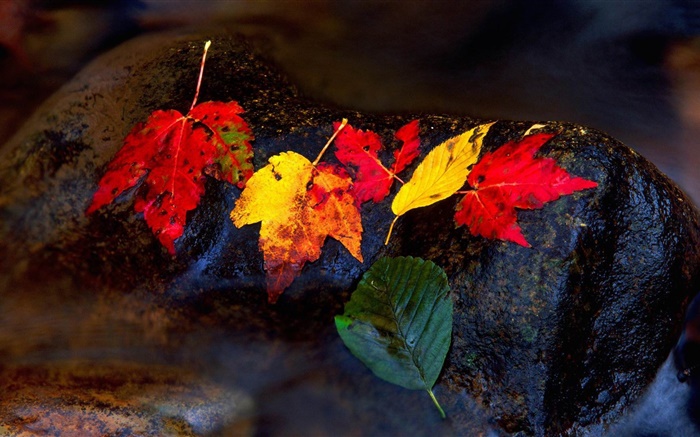Pedras, folhas amarelas, córrego, outono Papéis de Parede, imagem