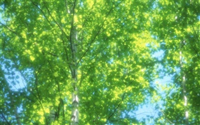 Vidoeiro do verão floresta, sol, obscurecido HD Papéis de Parede