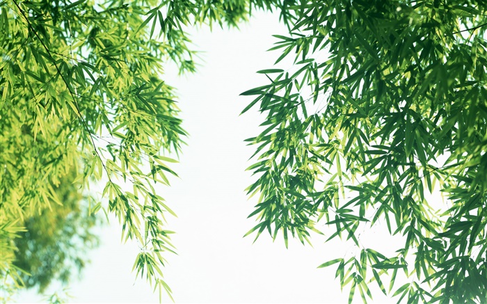 Verão de folhas de bambu fresco Papéis de Parede, imagem