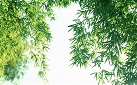 Verão de folhas de bambu fresco