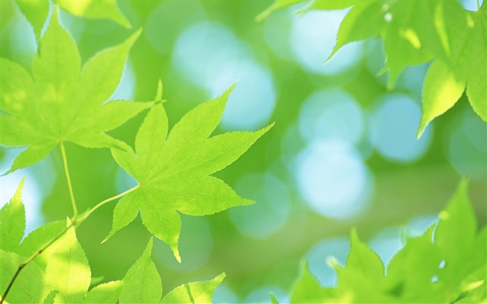 Verão, folhas de bordo verdes Papéis de Parede, imagem