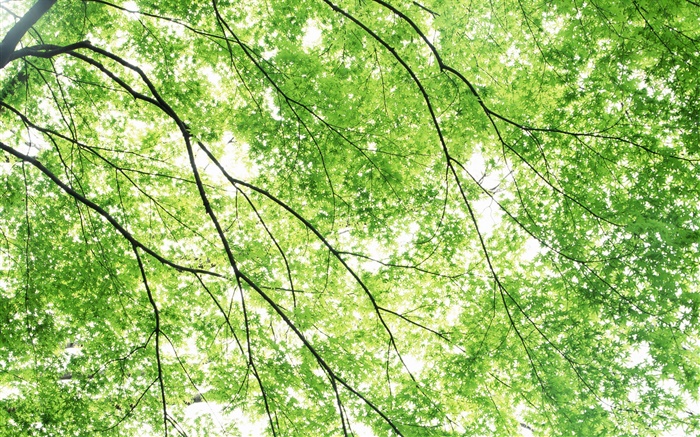 Verão, árvores de bordo, verde, raios de sol Papéis de Parede, imagem