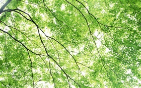 Verão, árvores de bordo, verde, raios de sol HD Papéis de Parede