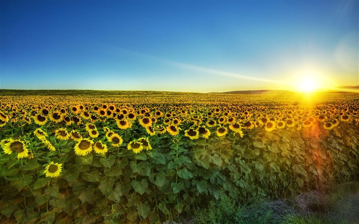 Girassol na flor completa, sol, campo Papéis de Parede, imagem