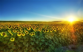 Girassol na flor completa, sol, campo HD Papéis de Parede