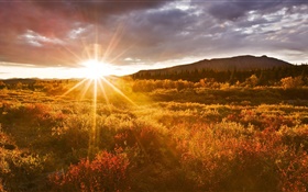 Pôr do sol, grama, parque nacional de Denali, Alaska, EUA HD Papéis de Parede