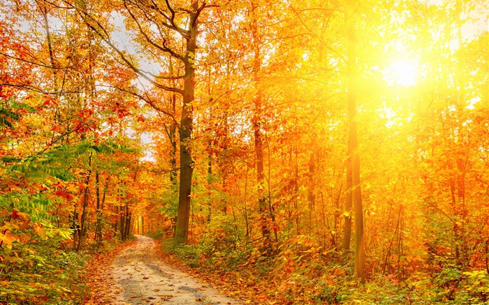 Luz do sol, árvores, floresta, outono, caminho Papéis de Parede, imagem
