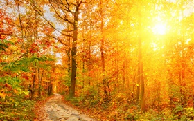 Luz do sol, árvores, floresta, outono, caminho