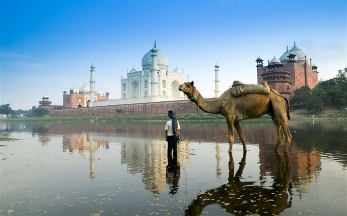 Taj Mahal, na Índia, camelo Papéis de Parede, imagem