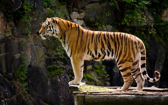 Opinião lateral do tigre Papéis de Parede, imagem