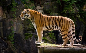 Opinião lateral do tigre HD Papéis de Parede