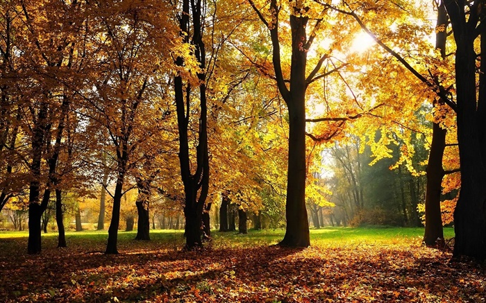 Árvores, outono, folhas do vermelho, raios de sol Papéis de Parede, imagem