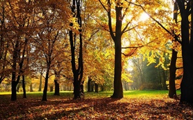 Árvores, outono, folhas do vermelho, raios de sol