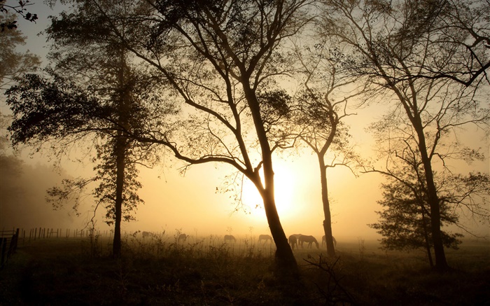 Árvores, cavalo, manhã, névoa, nascer do sol Papéis de Parede, imagem