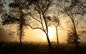 Árvores, cavalo, manhã, névoa, nascer do sol