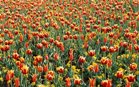Campo do Tulip, muitas flores tulipa