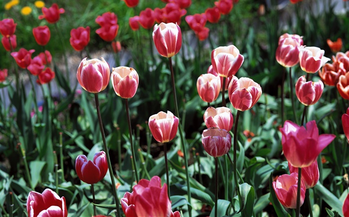 flores tulipa close-up, campo Papéis de Parede, imagem
