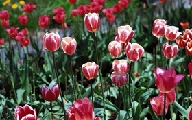 flores tulipa close-up, campo HD Papéis de Parede