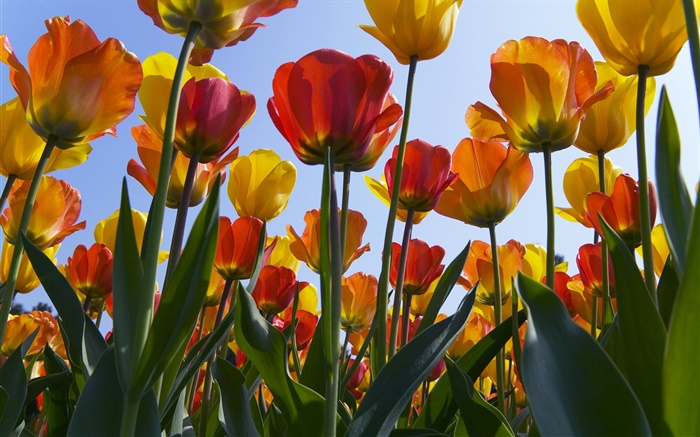 Campo de flores da tulipa, céu azul Papéis de Parede, imagem