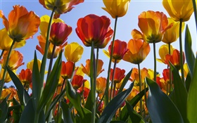 Campo de flores da tulipa, céu azul