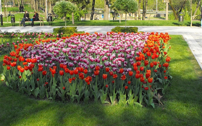flores tulipa no parque Papéis de Parede, imagem