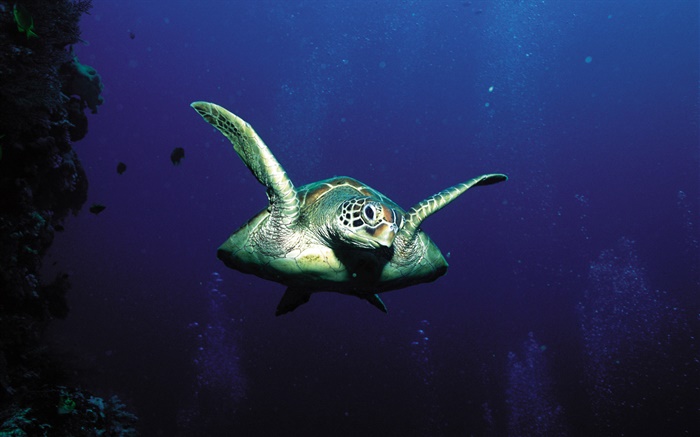 tartarugas, deep-sea Papéis de Parede, imagem