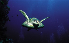 tartarugas, deep-sea