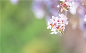 Galhos, flores de cerejeira close-up
