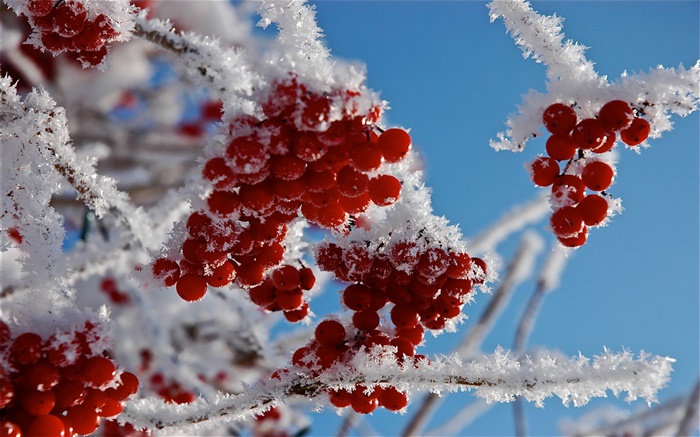 Galhos, frutos vermelhos, neve, gelo Papéis de Parede, imagem