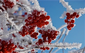 Galhos, frutos vermelhos, neve, gelo