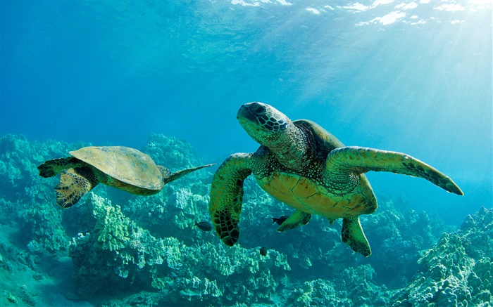 Duas tartarugas de mar verde, subaquático, recife de coral, Maui Papéis de Parede, imagem