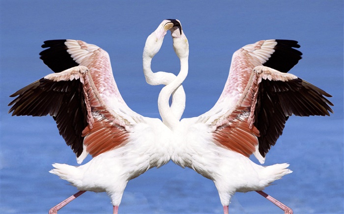 Dois flamingos dançando Papéis de Parede, imagem