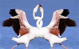 Dois flamingos dançando HD Papéis de Parede