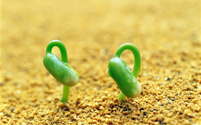 Dois brotos verdes, areia, primavera Papéis de Parede, imagem