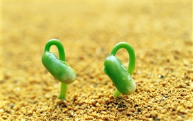Dois brotos verdes, areia, primavera HD Papéis de Parede
