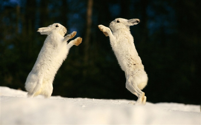 Dois coelhos que jogam Papéis de Parede, imagem