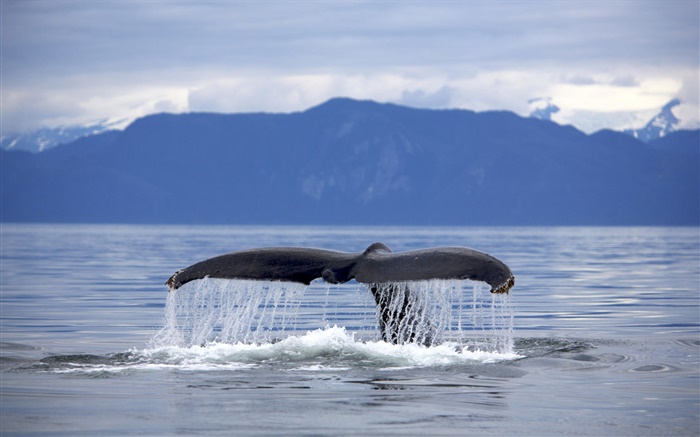 EUA, Alaska, Humpback da cauda da baleia Papéis de Parede, imagem