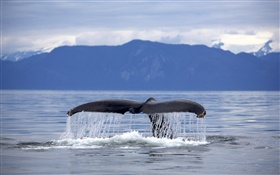 EUA, Alaska, Humpback da cauda da baleia HD Papéis de Parede