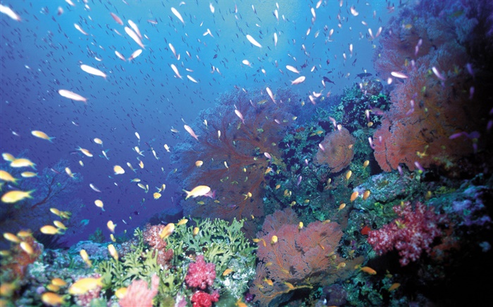 Subaquático, peixes, coral, mar Papéis de Parede, imagem