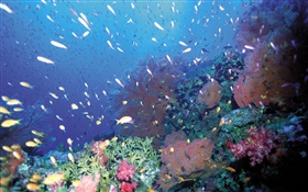 Subaquático, peixes, coral, mar