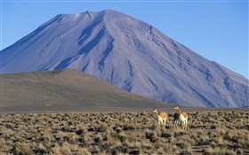 Vicuna, Vulcão Misti, Peru HD Papéis de Parede