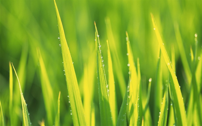 Gotas de água, grama verde após a chuva Papéis de Parede, imagem