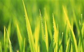 Gotas de água, grama verde após a chuva HD Papéis de Parede