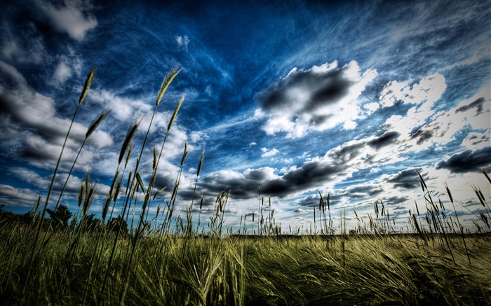 Campo de trigo, nuvens Papéis de Parede, imagem