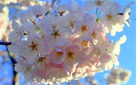 Flores da maçã Branco HD Papéis de Parede